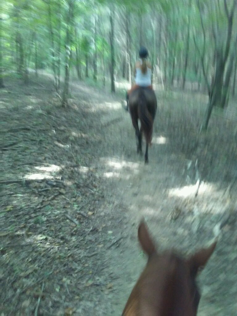 Katie94603725's tweet photo. Chispa and I survived the 840 overpass! And 4 hrs of riding with Troy π₯΄#trailride #growingup #itwasmenother #wontbeabletowalktomorrow #ottb #bossmare #stonesriver #spiderseverywhere https://t.co/DOc4F3jKVw