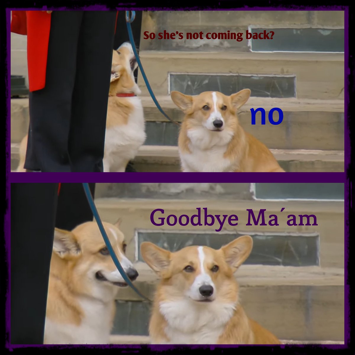 KeironHarvey1's tweet photo. The Corgi's are what got me. Their little faces 😢 #thequeensfuneral #TheQueen  #corgis 

#RestInPeaceQueenElizabethII https://t.co/mwEOTtzrM6
