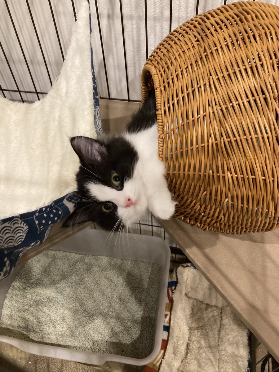tawamurecat's tweet photo. 週明けは眠い（おはようございます🌞） https://t.co/oLGo1VGyCo