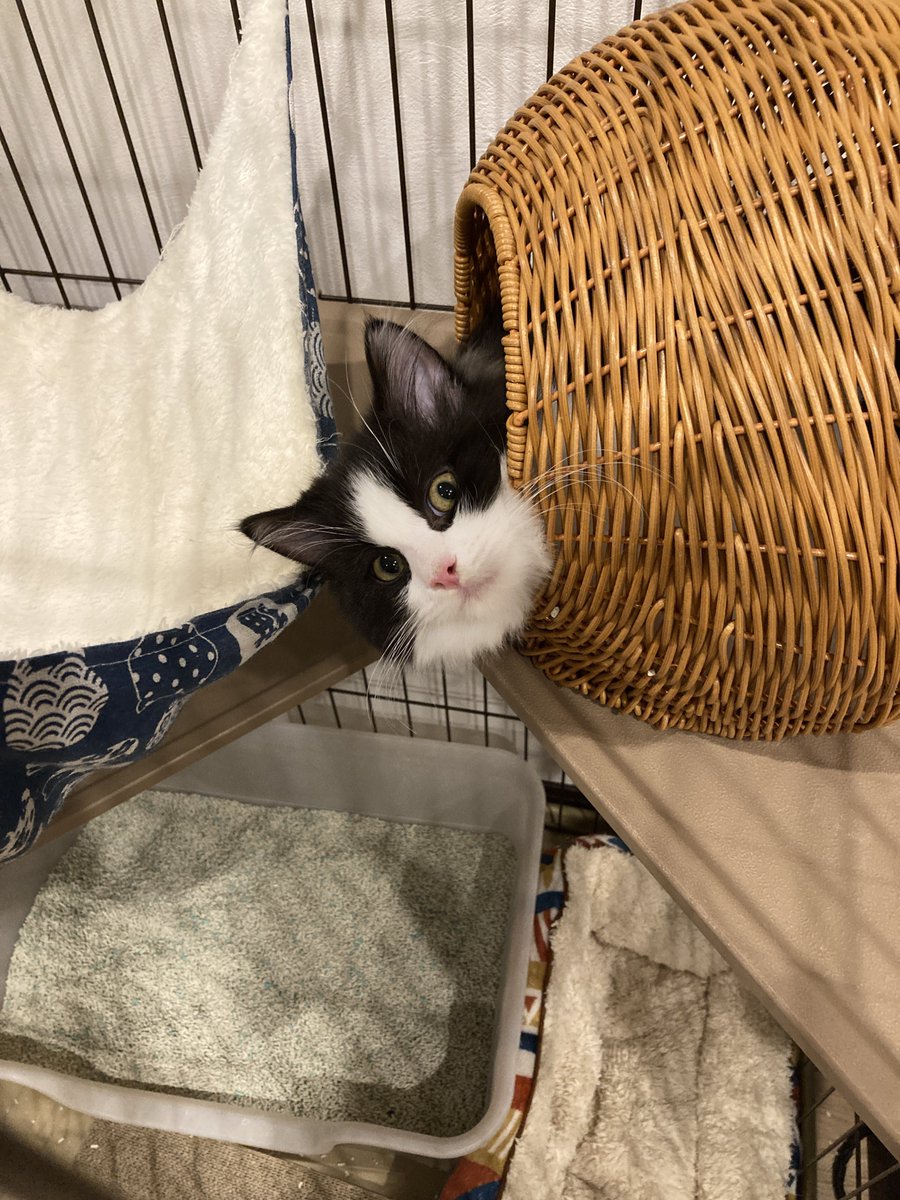 tawamurecat's tweet photo. 週明けは眠い（おはようございます🌞） https://t.co/oLGo1VGyCo