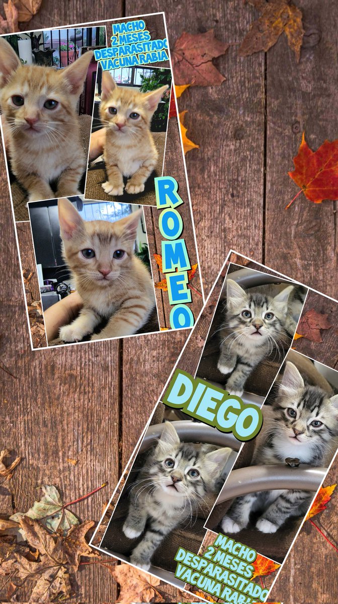 Estos 5 esponjocitos bebés, buscan #AdopciónResponsable Necesitan dar mucho amor a su humano. Compañeros de vida indiscutibles q sólo llegarán a ese humano para mostrarle el verdadero amor. Buscan quien los quiera y los cuide mucho Ayúdanos con tu poderoso RT. Juntos o separados