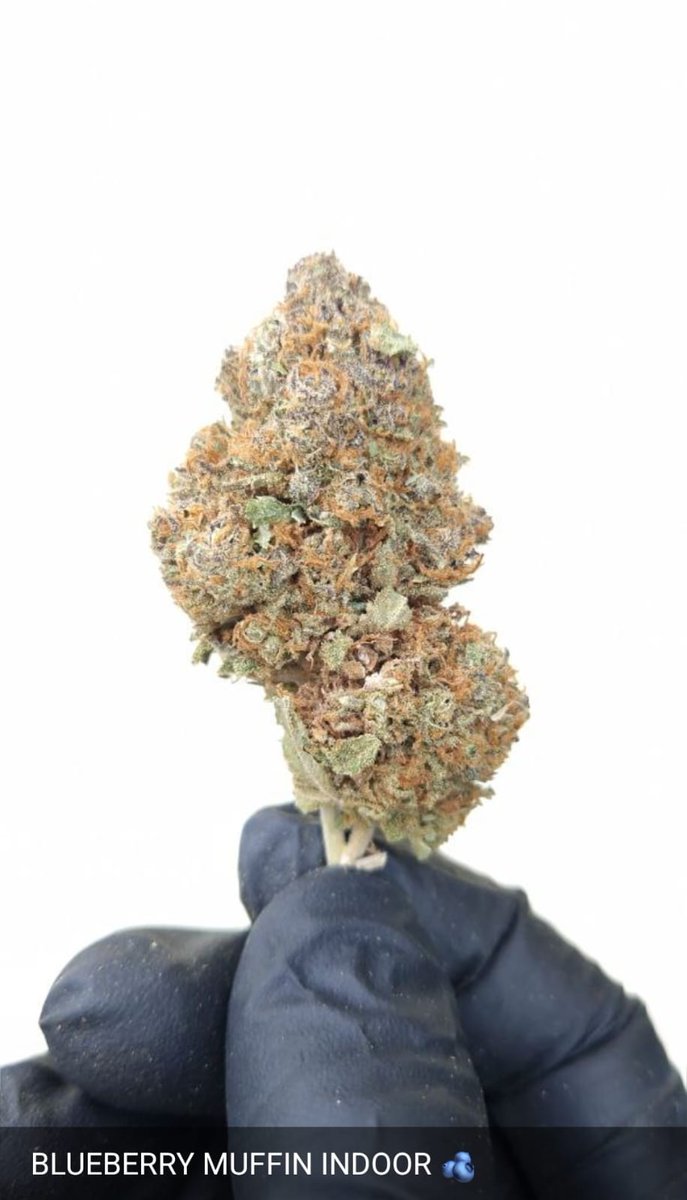 GN Waldos!🌙

We love NFTs, we love WEED 💚

Sneak Peek of our products:

🫐BLUEBERRY MUFFIN 🥧

#Mmemberville #NFTCommunity #NFTProject
#WeedLovers