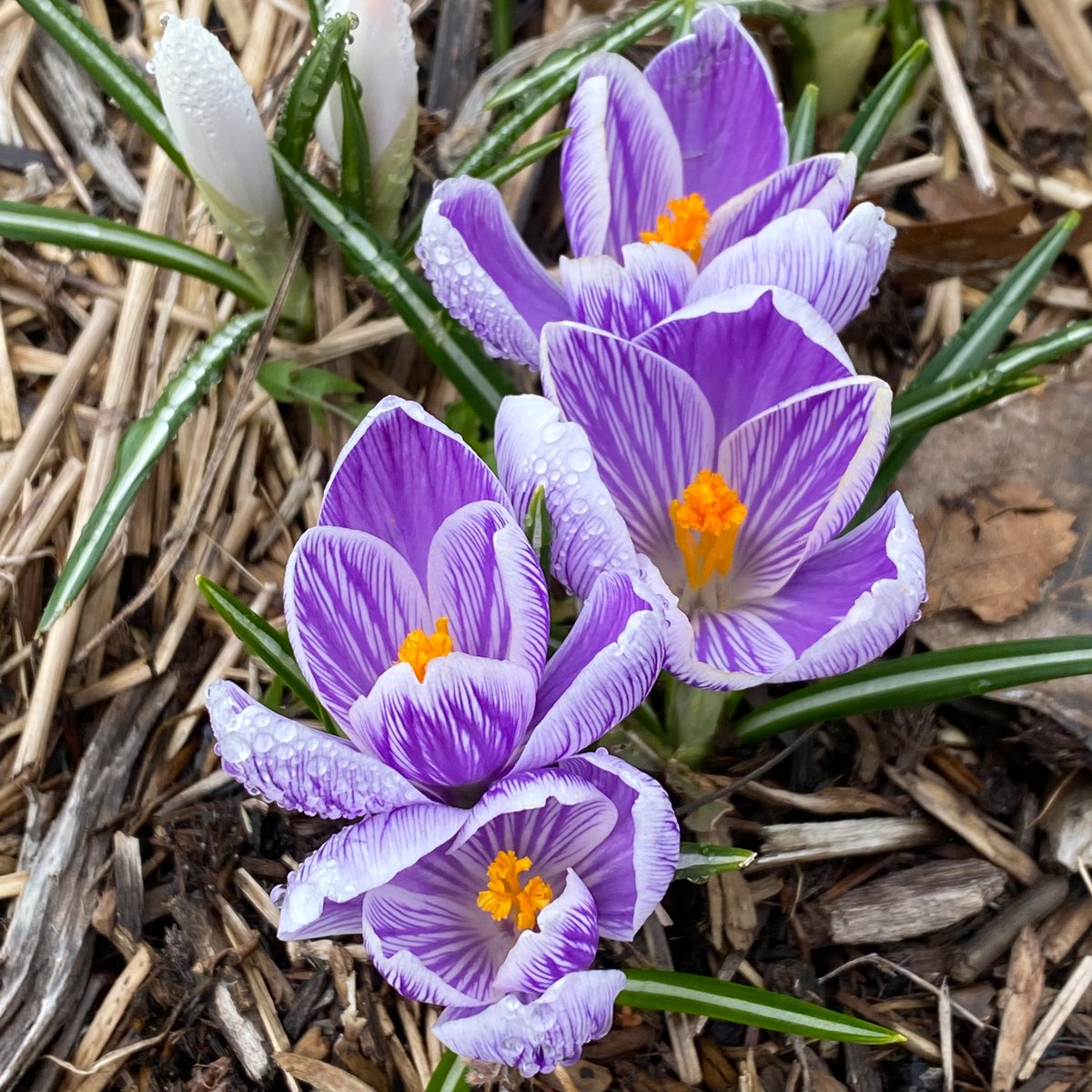 Halifaxseed's tweet photo. Our spring-flowering bulbs have arrived! Drop by our #Halifax or #Saintjohn shop soon for the best selection. 🌷 https://t.co/x0R261dbzP