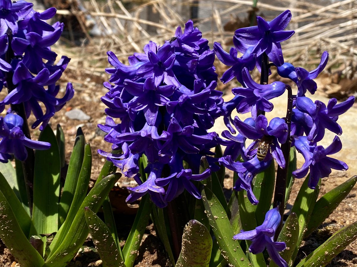 Halifaxseed's tweet photo. Our spring-flowering bulbs have arrived! Drop by our #Halifax or #Saintjohn shop soon for the best selection. 🌷 https://t.co/x0R261dbzP