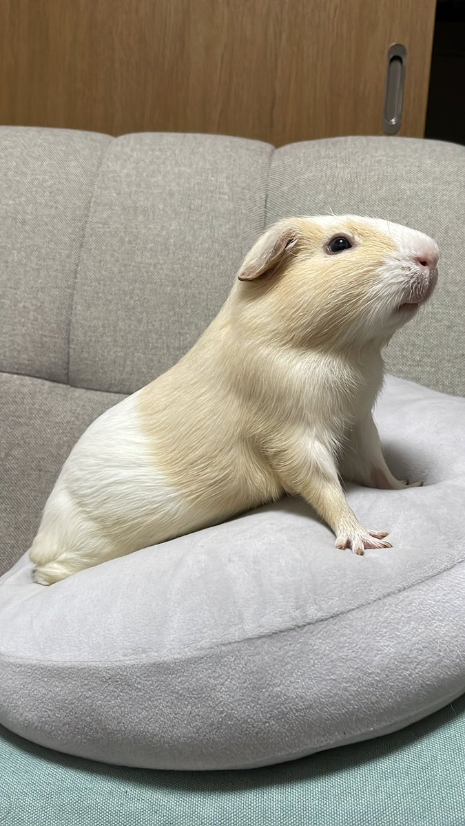 タグ 天竺鼠 の注目ツイート メガとんトラック