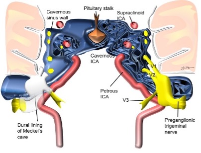 link.springer.com/article/10.100…