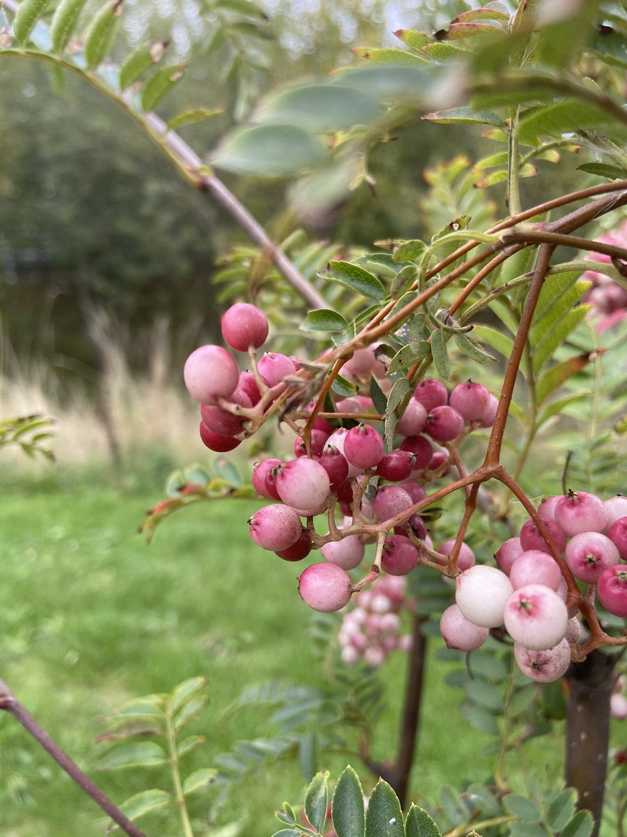 Brendan McCormack tweet media