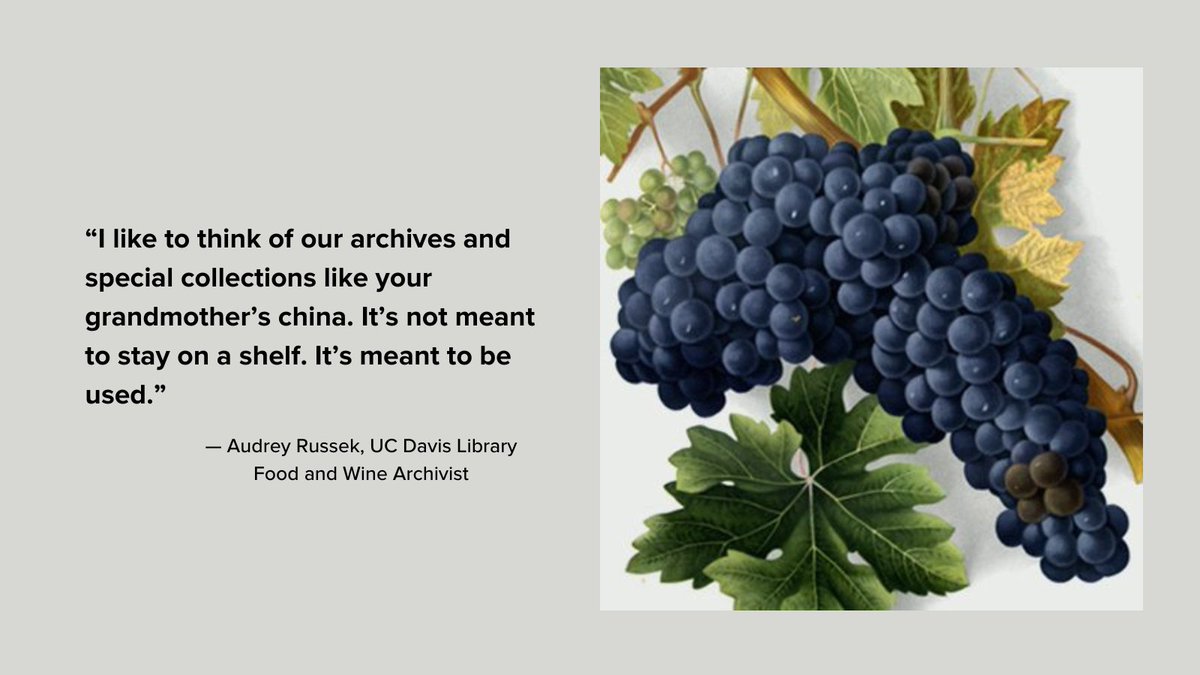 UCDavisLibrary's tweet photo. ICYMI: Our one-of-a-kind wine collection was recently highlighted in @atlasobscura. Read "The Treasures Within the World's Greatest Wine Library," featuring an interview with our food and wine archivist, Audrey Russek: https://t.co/6KJh9DoqXA https://t.co/ZK00YABPuD