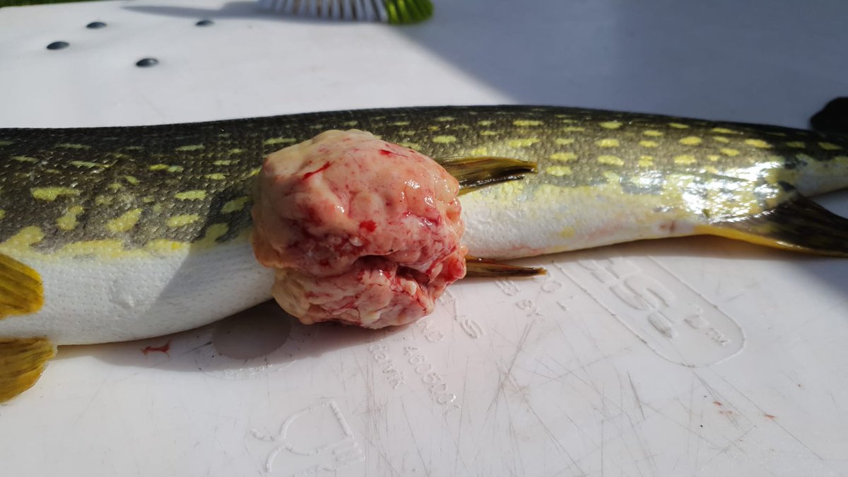 RArlinghausFish's tweet photo. No matter which paper we publish about the mixed commercial-recreational fishery of lagoon pike, both actor groups are unhappy accusing me of being biased in favor of the other actor group. The joy of selective reading and reader values meeting science communication. https://t.co/t8MXI1rlax