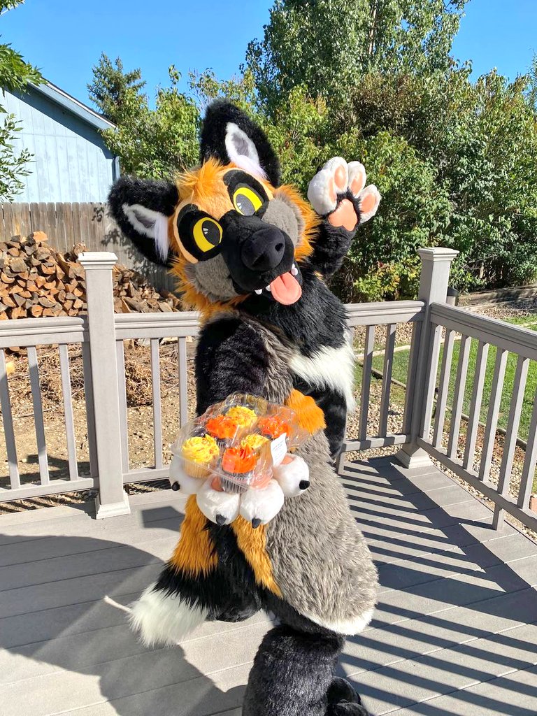 BaseProgression's tweet photo. Cyrano is a whole 5 years old today!  He's the goodest foxy! 

Cyrano belongs to @Arik_Fox https://t.co/xDN9UUlqXw