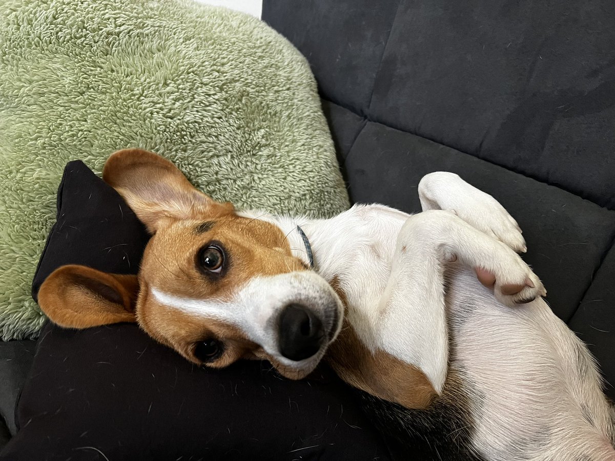 TheBoomerBeagle's tweet photo. Brooks says Hi!
I mean what a face!
#beagle #cutie https://t.co/u6FZ7mgkm5