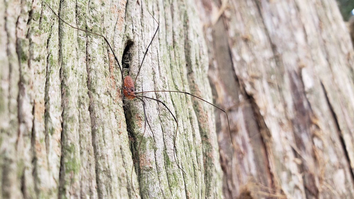 rubrics4life's tweet photo. Hello, daddy long-legs.
#NotASpider https://t.co/fguoohuaI4