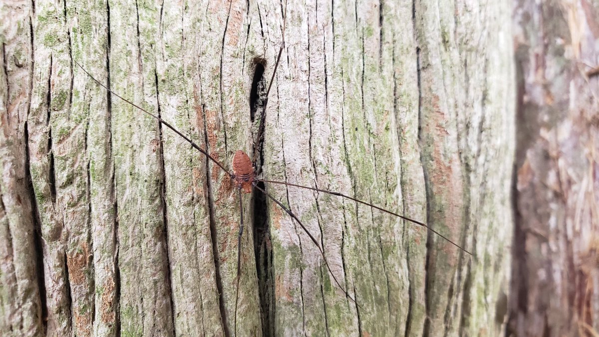rubrics4life's tweet photo. Hello, daddy long-legs.
#NotASpider https://t.co/fguoohuaI4