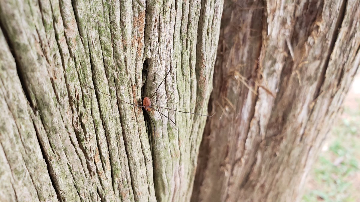 rubrics4life's tweet photo. Hello, daddy long-legs.
#NotASpider https://t.co/fguoohuaI4