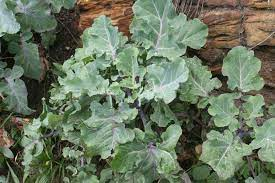 50Plushealths's tweet photo. The #WildCabbage (Brassica Oleracea) in the Prevention of #Stroke https://t.co/VdBmnw3SWK https://t.co/rkSqJgjuY2