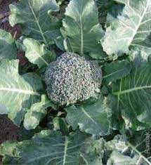 50Plushealths's tweet photo. The #WildCabbage (Brassica Oleracea) in the Prevention of #Stroke https://t.co/VdBmnw3SWK https://t.co/rkSqJgjuY2
