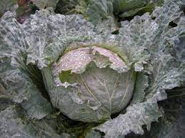 50Plushealths's tweet photo. The #WildCabbage (Brassica Oleracea) in the Prevention of #Stroke https://t.co/VdBmnw3SWK https://t.co/rkSqJgjuY2