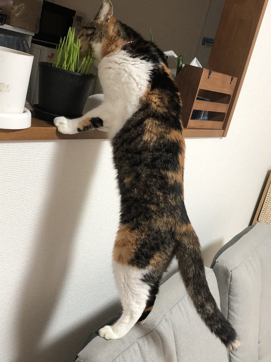 skytamakin's tweet photo. カウンターの上で栽培して育ったらあげる方式なのに盗み食いのせいで大きくならない https://t.co/RgiqD22262