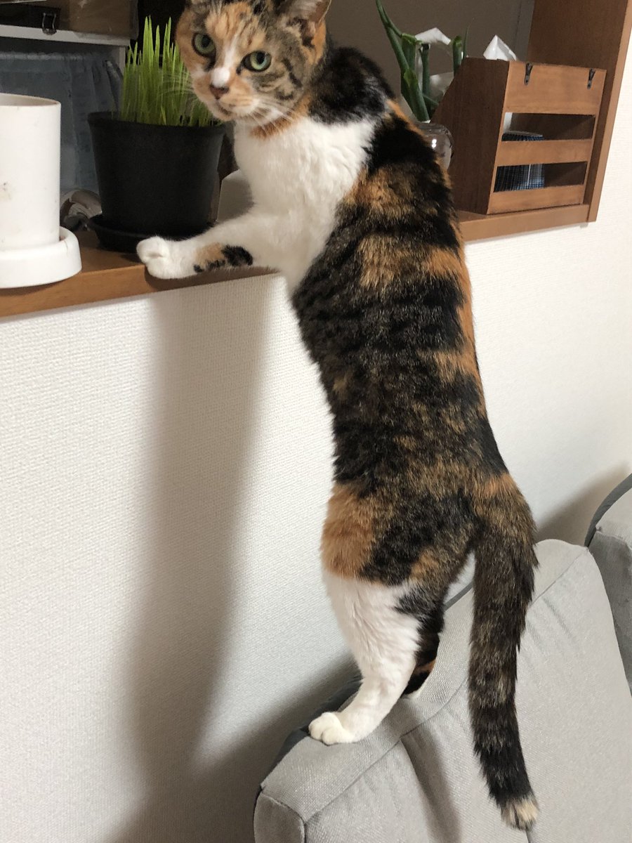 skytamakin's tweet photo. カウンターの上で栽培して育ったらあげる方式なのに盗み食いのせいで大きくならない https://t.co/RgiqD22262
