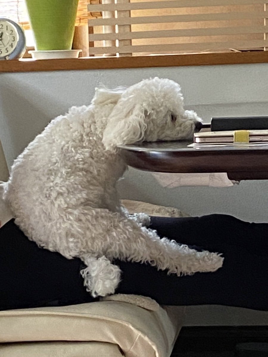 【今日のワンコ🐶】

ウチの犬の寝方

エールワンワン!! U^ェ^U