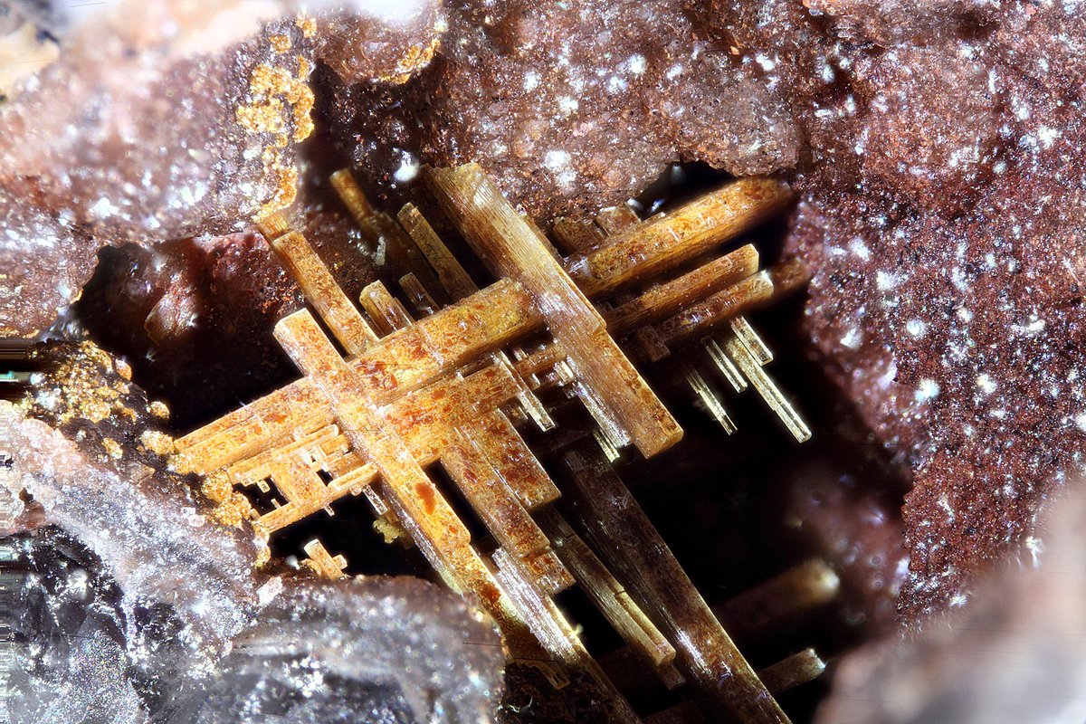 Truman Peyote tweet media