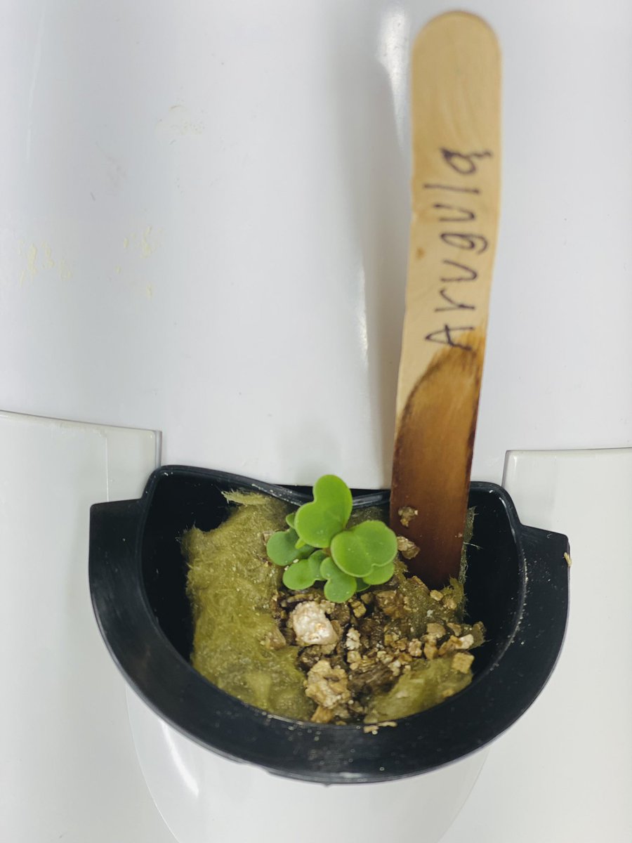 🅼🆁🆂 🅴🅻🅳🅴🆁 tweet media