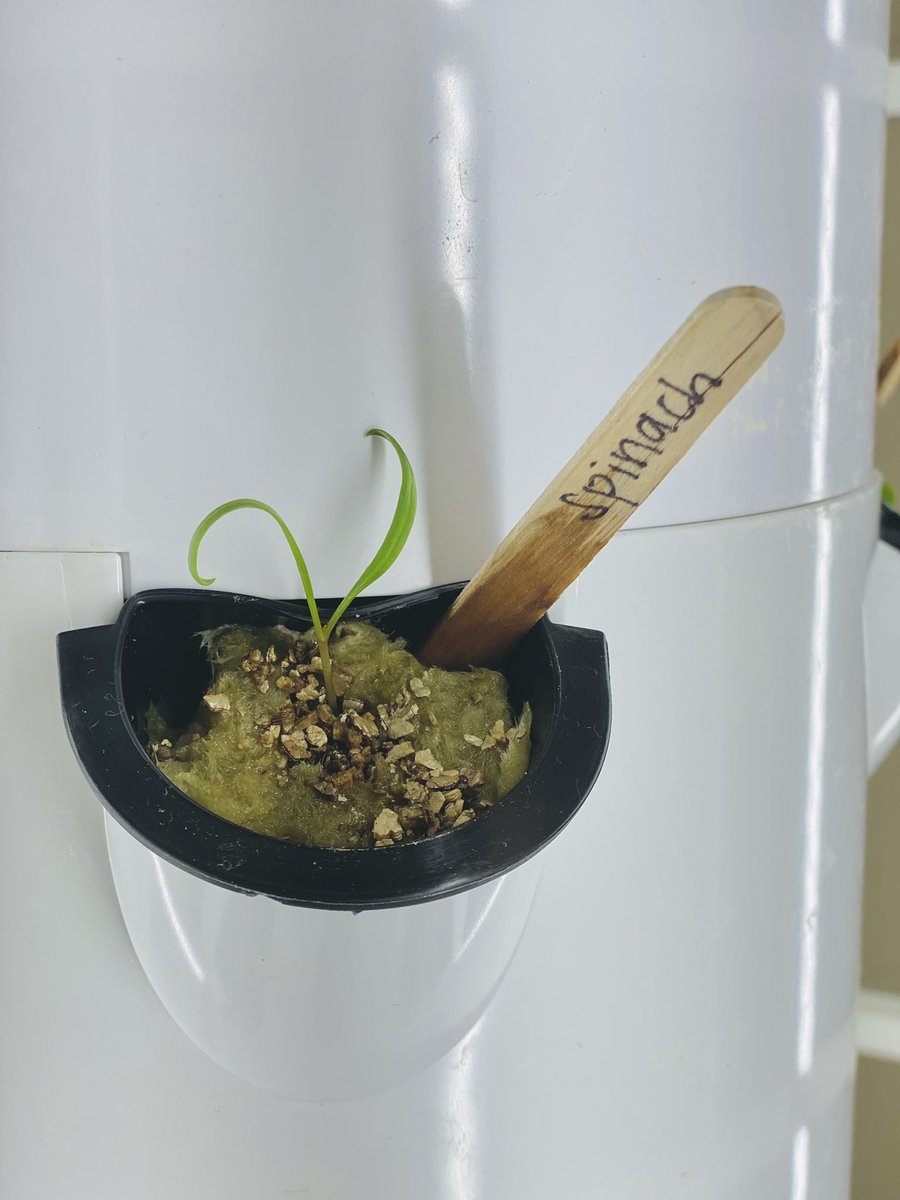 🅼🆁🆂 🅴🅻🅳🅴🆁 tweet media