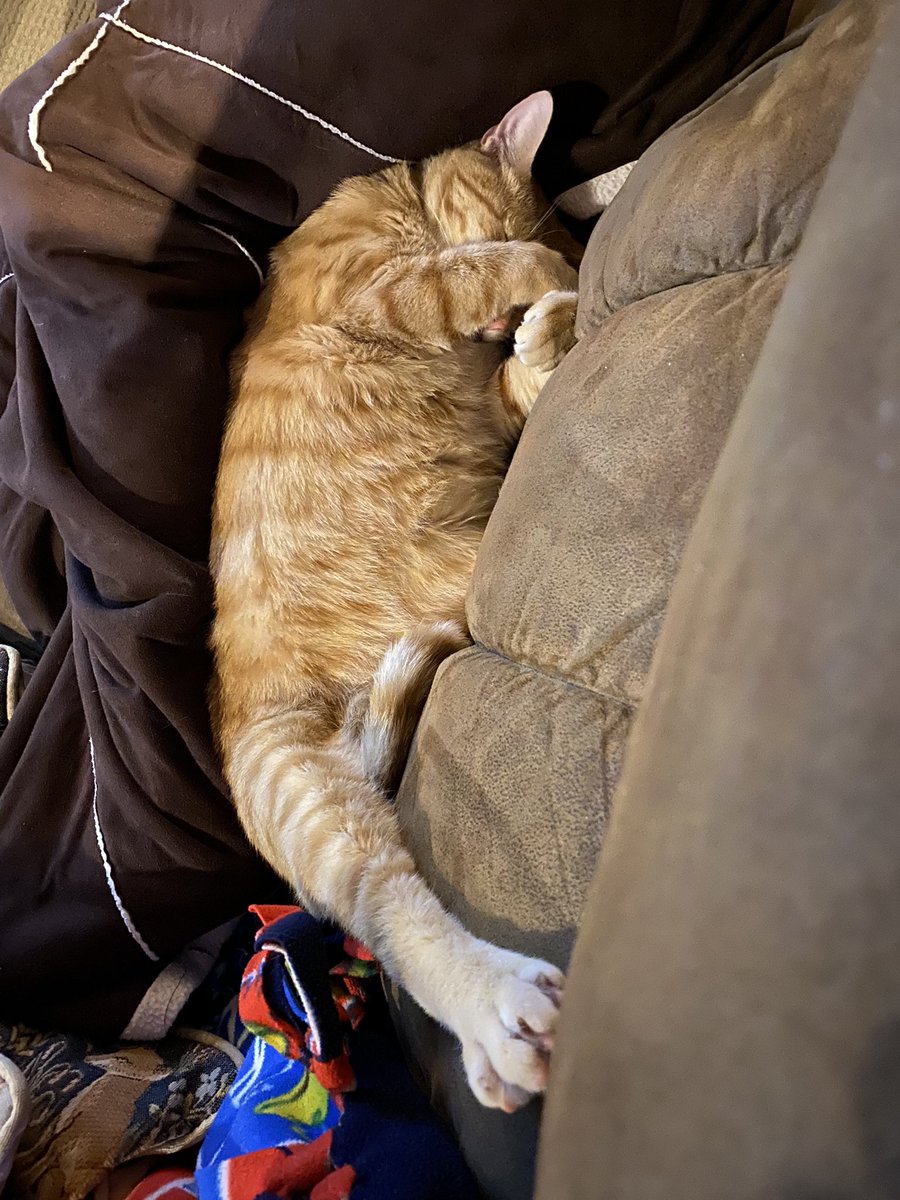 LilOkie76's tweet photo. @LolaLegged #ThomasKitty never disappoints with his weird sleeps! https://t.co/bv6wOo8yi5