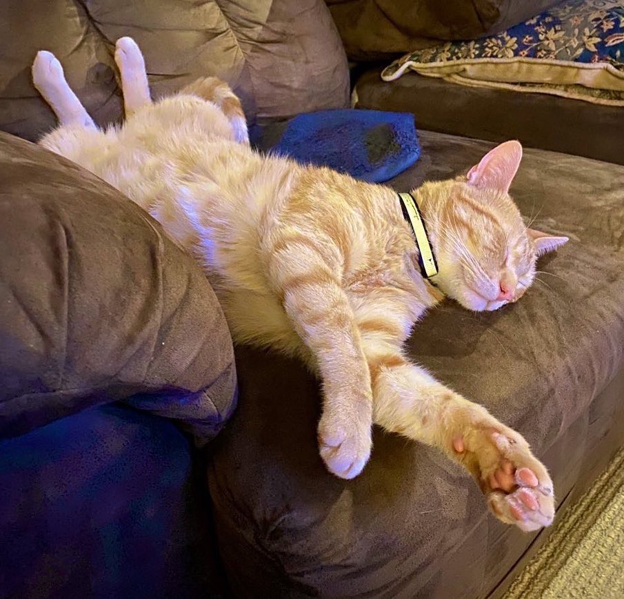 LilOkie76's tweet photo. @LolaLegged #ThomasKitty never disappoints with his weird sleeps! https://t.co/bv6wOo8yi5