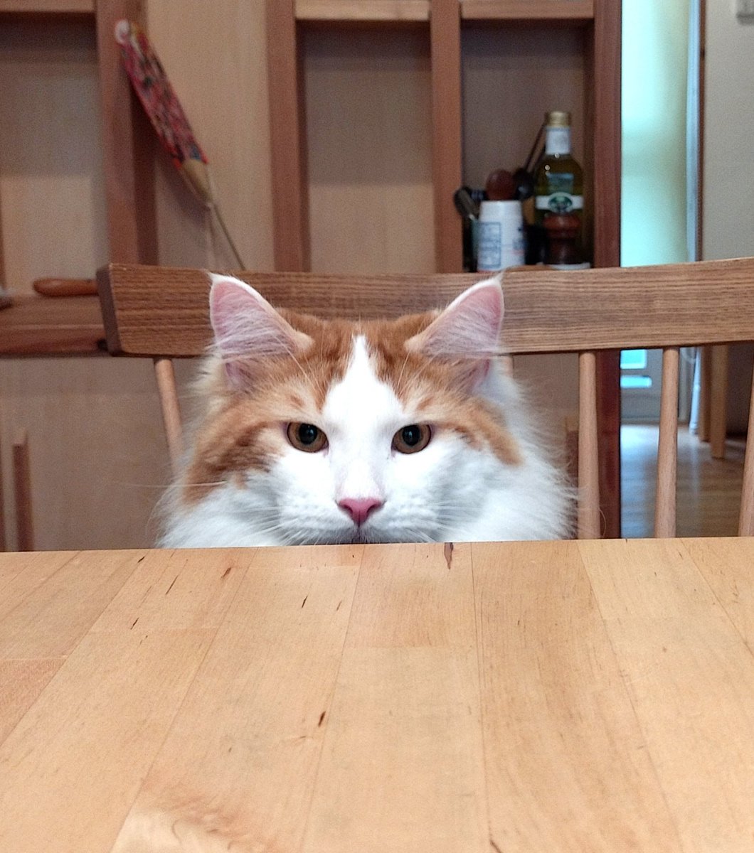 mainecoon_sette's tweet photo. 皆さん おはようございます👁️👁️

#メインクーン  #メインクーン男の子  #長毛猫 #猫 #猫のいる暮らし #今日の猫 #朝 #おはようございます #真顔 #真剣な顔 #朝からキリッと #maincoon #maincoonlovers #maincoonboy #cat #todayscat #goodmorning #seriousface #frontface https://t.co/lVLM0QUB3O