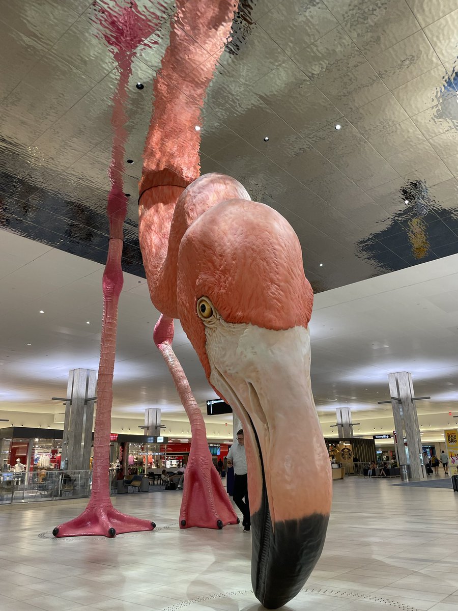 KylePukylo's tweet photo. My airport @FlyTPA > yours 😎 https://t.co/NlQwJ4KoEl