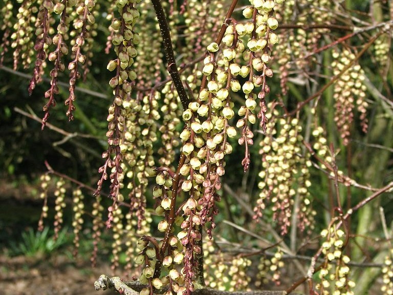BotanicSydney's tweet photo. Did you know the #Spiketail (Stachyurus praecox) shrubs in their #native habitat are either functionally male or female? Male flowers only produce #pollen and female shrubs only produce #fruit after #pollination!๐ผ๐
Explore more 'Must See' plants: https://t.co/7zgrKRRh2b https://t.co/pVBpsGQ3Xt