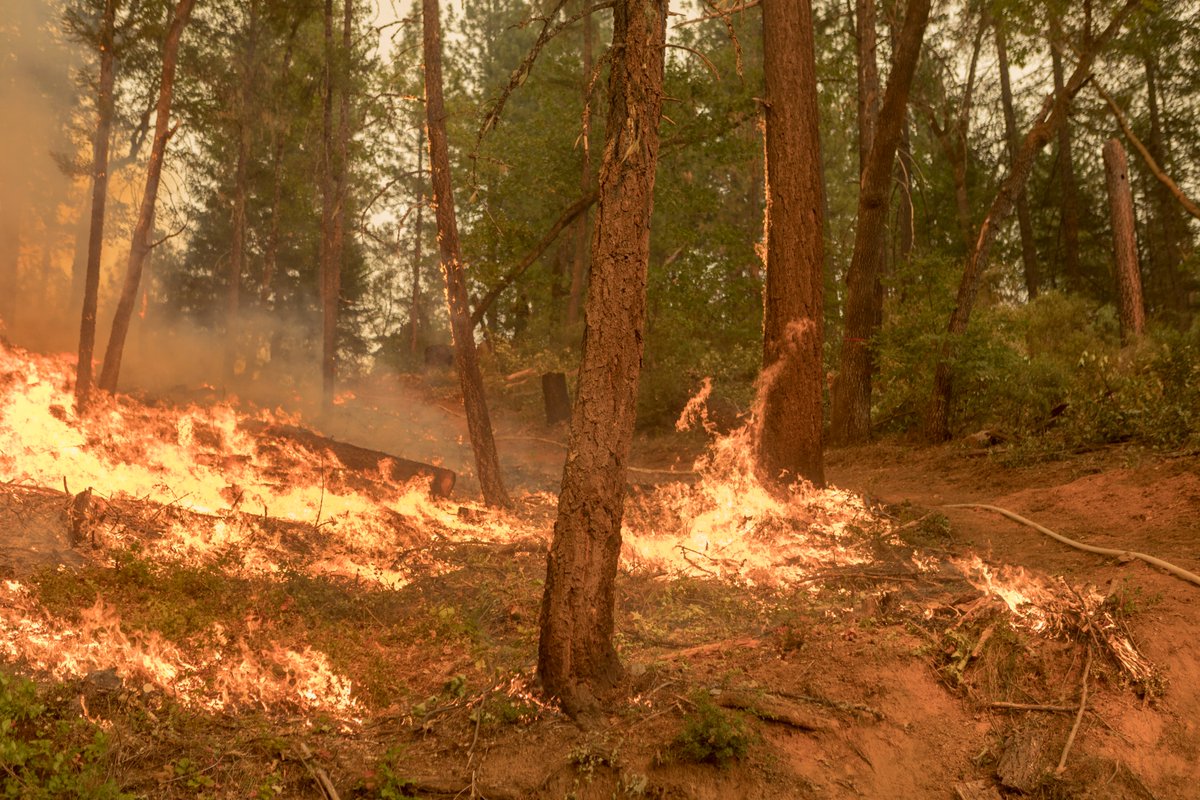 ForestServiceNW's tweet photo. Forests across Western states are getting hotter & drier leading to more wildfire risk. Check out our story map that explains why this is happening & what the @forestservice is trying to do to combat the effects of climate change.
https://t.co/dXnnVUQ1PU
#NationalClimateWeek https://t.co/pGBFDj3YNz
