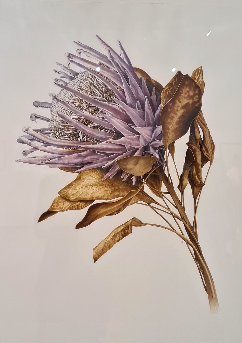 So many stunning pieces in  Melbourne Friends 'The Art of Botanical Illustration' #TABI2022, but this King Protea by Anne Hayes keeps pulling me back. Go see them all at Domain House, Royal Botanic Gardens Melbourne <a href="/RBG_Victoria/">RBG Victoria</a> until 2 October. Or oine, tabi.rbgfriendsmelbourne.org