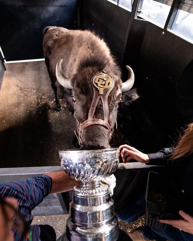 CUBuffs's tweet photo. When Ralphie met Stanley 🏆 https://t.co/sIv8Yga8Hr