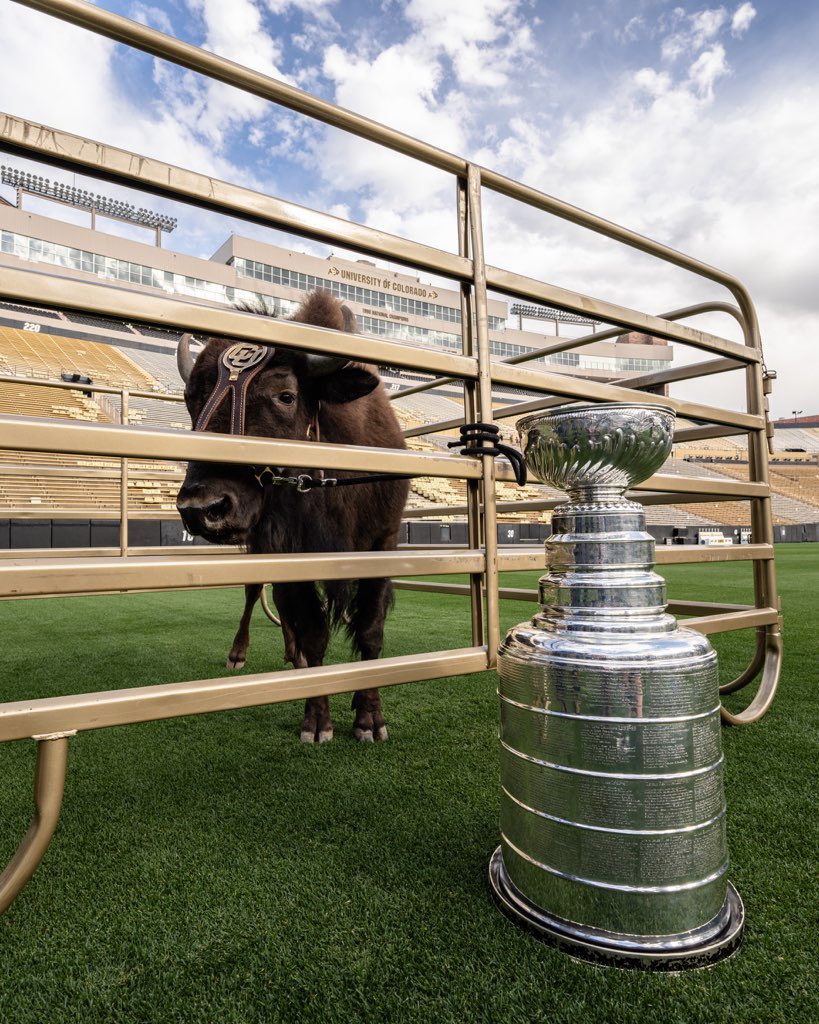 CUBuffs's tweet photo. When Ralphie met Stanley 🏆 https://t.co/sIv8Yga8Hr