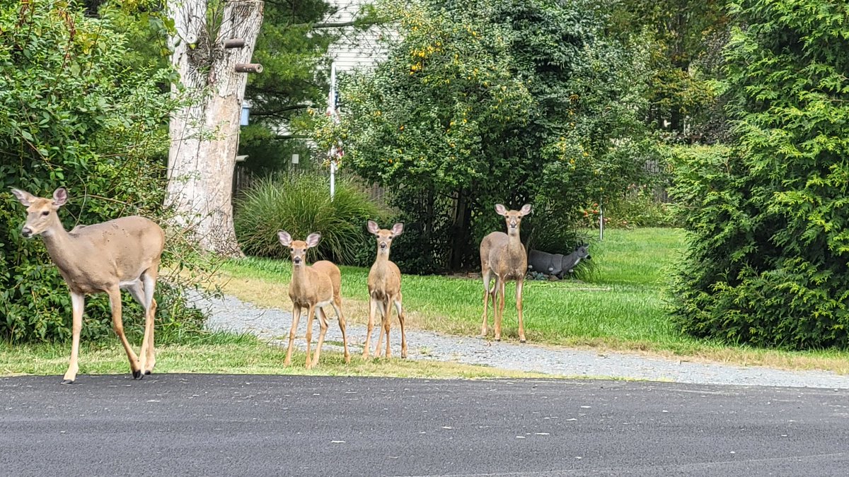 Christine Varachi tweet media