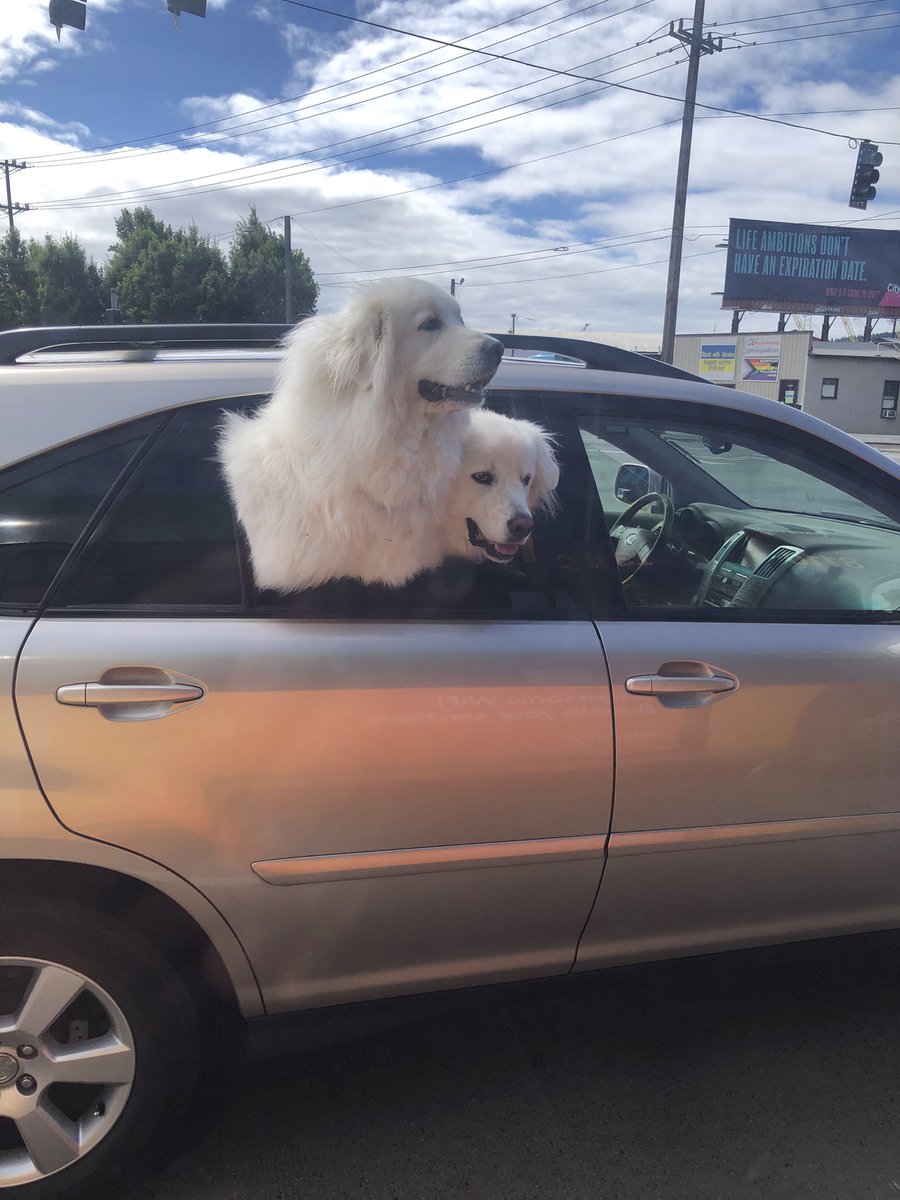 Here’s some #doggos I saw from the window on the bus a few weeks ago. Now that I have your attention, we play our first show on Saturday with Teenage Toad and Evictions at Woodland Theater in Ballard. Doors at 7. Uh hashtags? #punk #seattle #seattlepunk #seattlediy #okthatsenough
