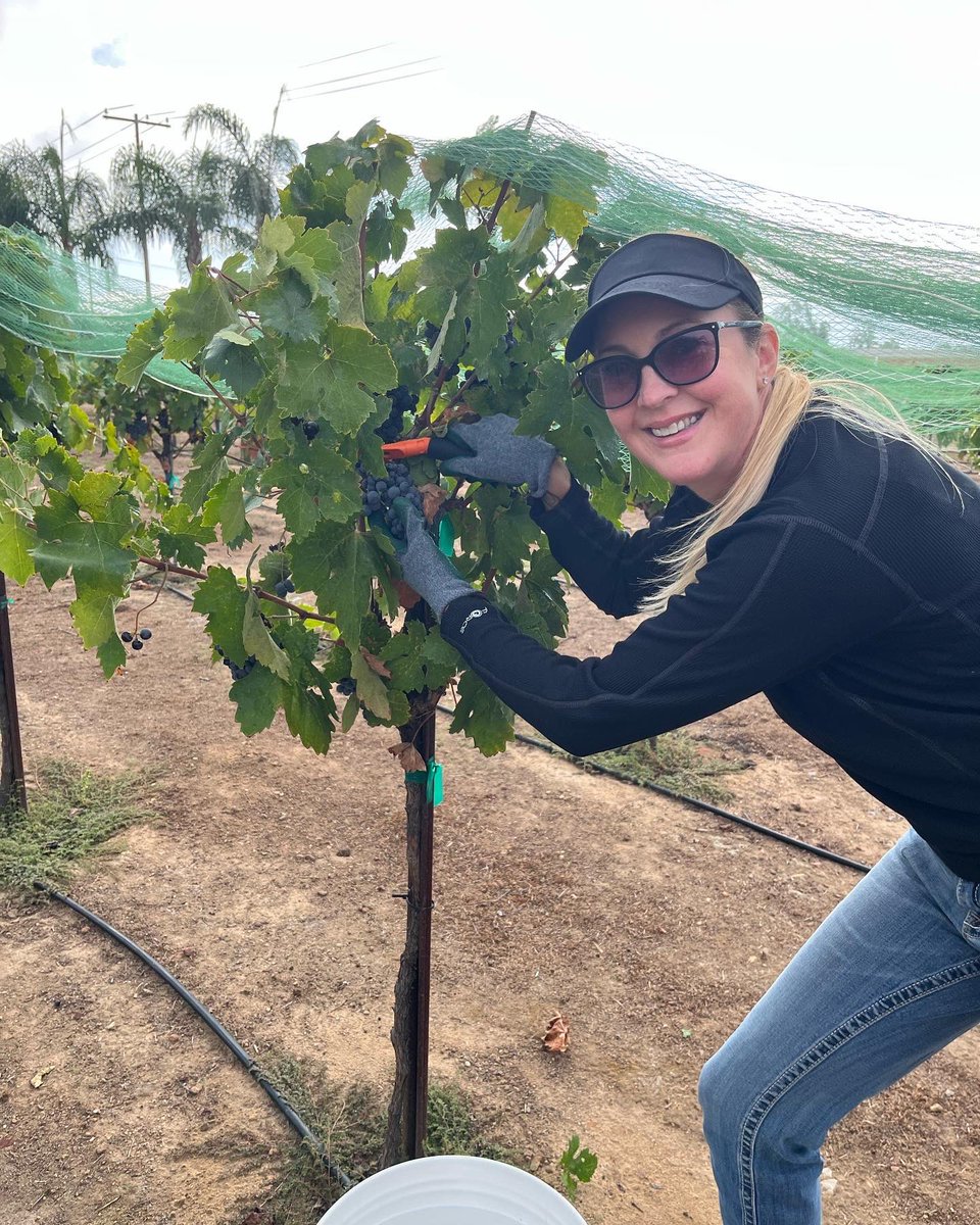 AmberWineaux's tweet photo. Picking Zin! https://t.co/PGZur1gyXU
