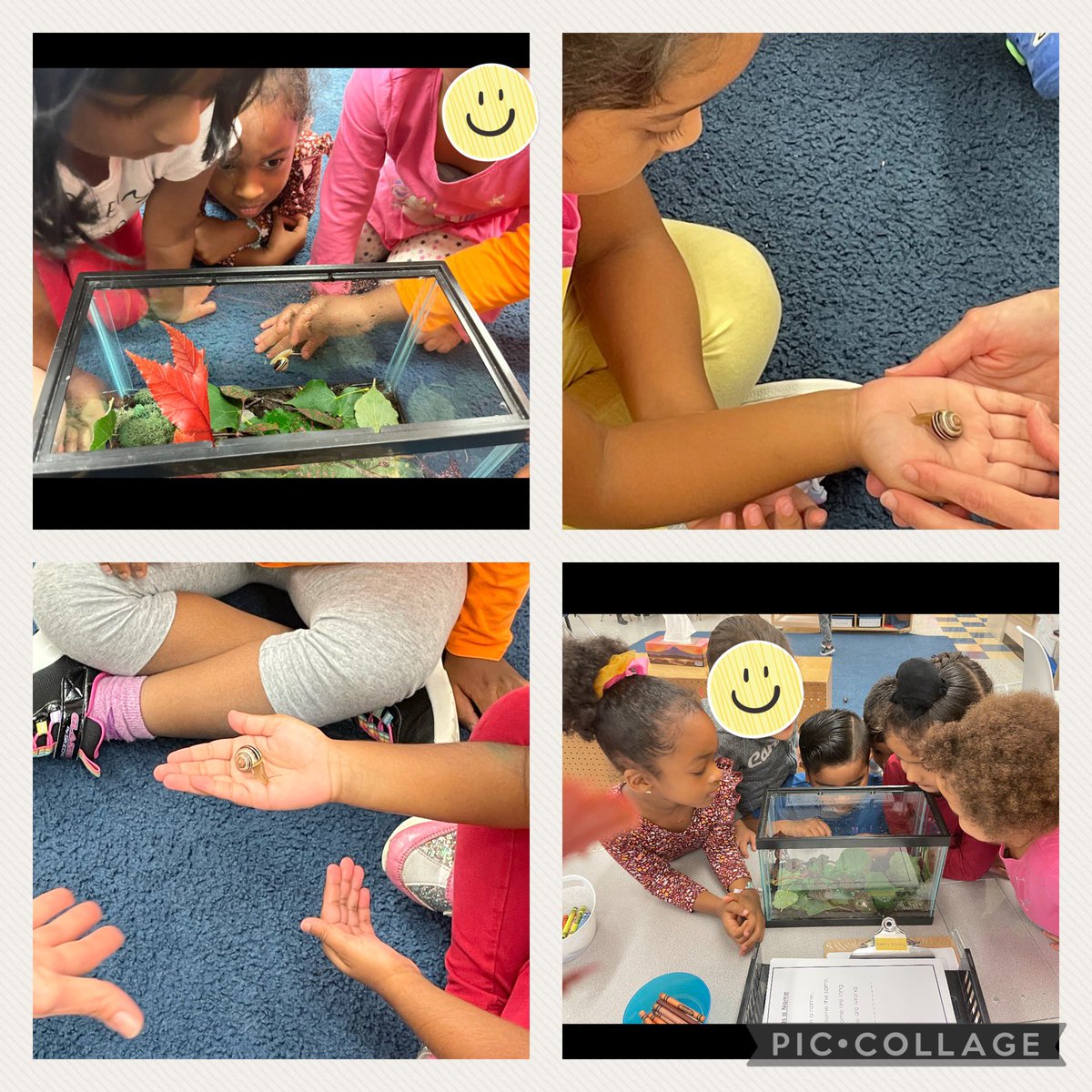 MrsBaetz's tweet photo. Our snail inquiry is underway in K2  @MadocDrive. Students sharing what they know and a lot of great questions to direct our learning. https://t.co/WhV6wQG3j9