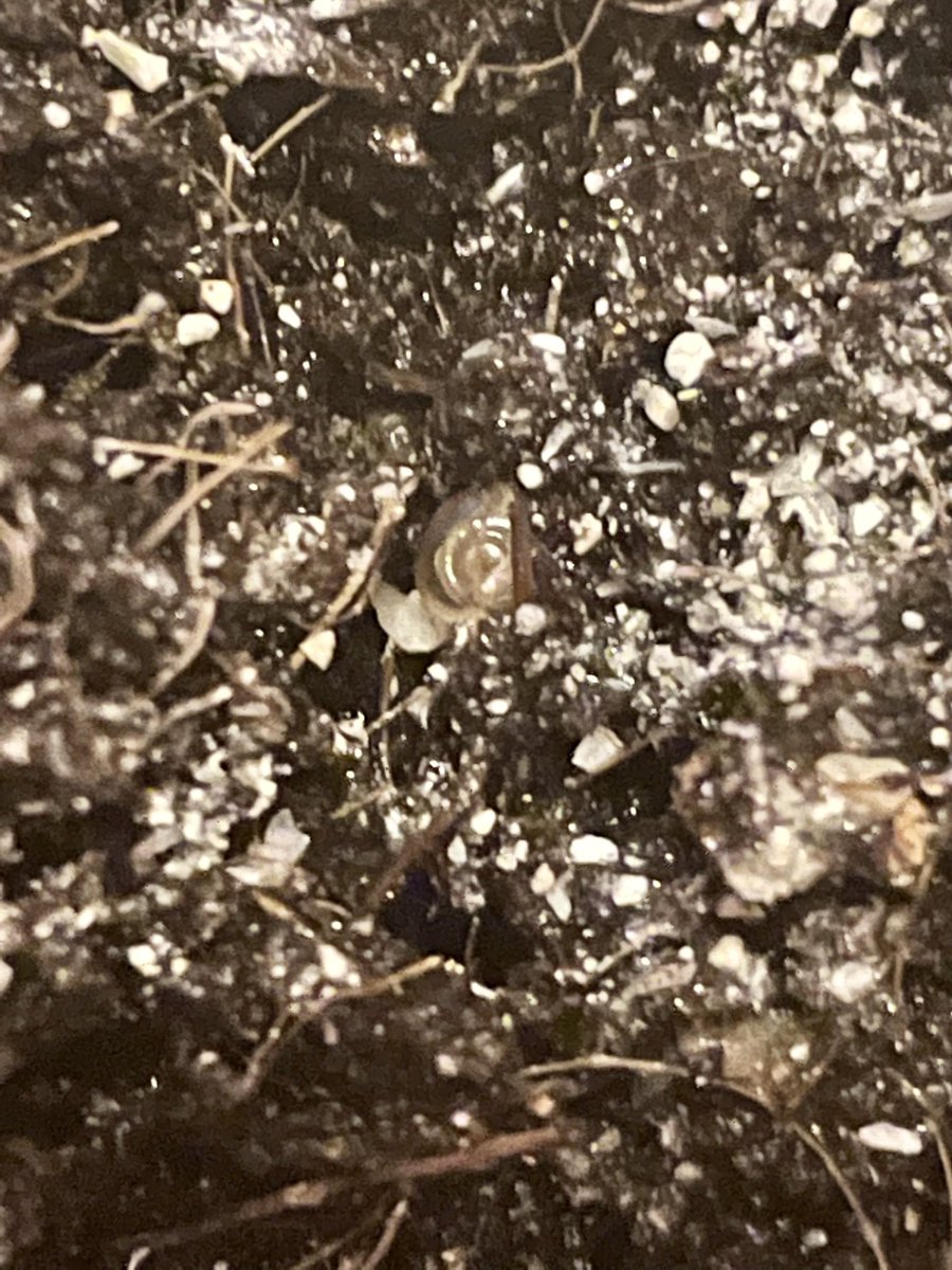 snailographer's tweet photo. Baby snails are hatching! I found clutches in each cepaea tank a week or so back and moved them into their own small terrarium #snailtember https://t.co/A009tgIo1g