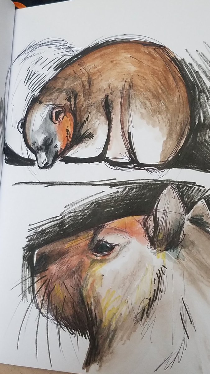 RedParasora's tweet photo. Had a great time sketching my way through the #Sacremento #Zoo #Lions #capybara #kookaburra #leamer #parot #caiman
@SacZoo https://t.co/5HrQY22Yo3