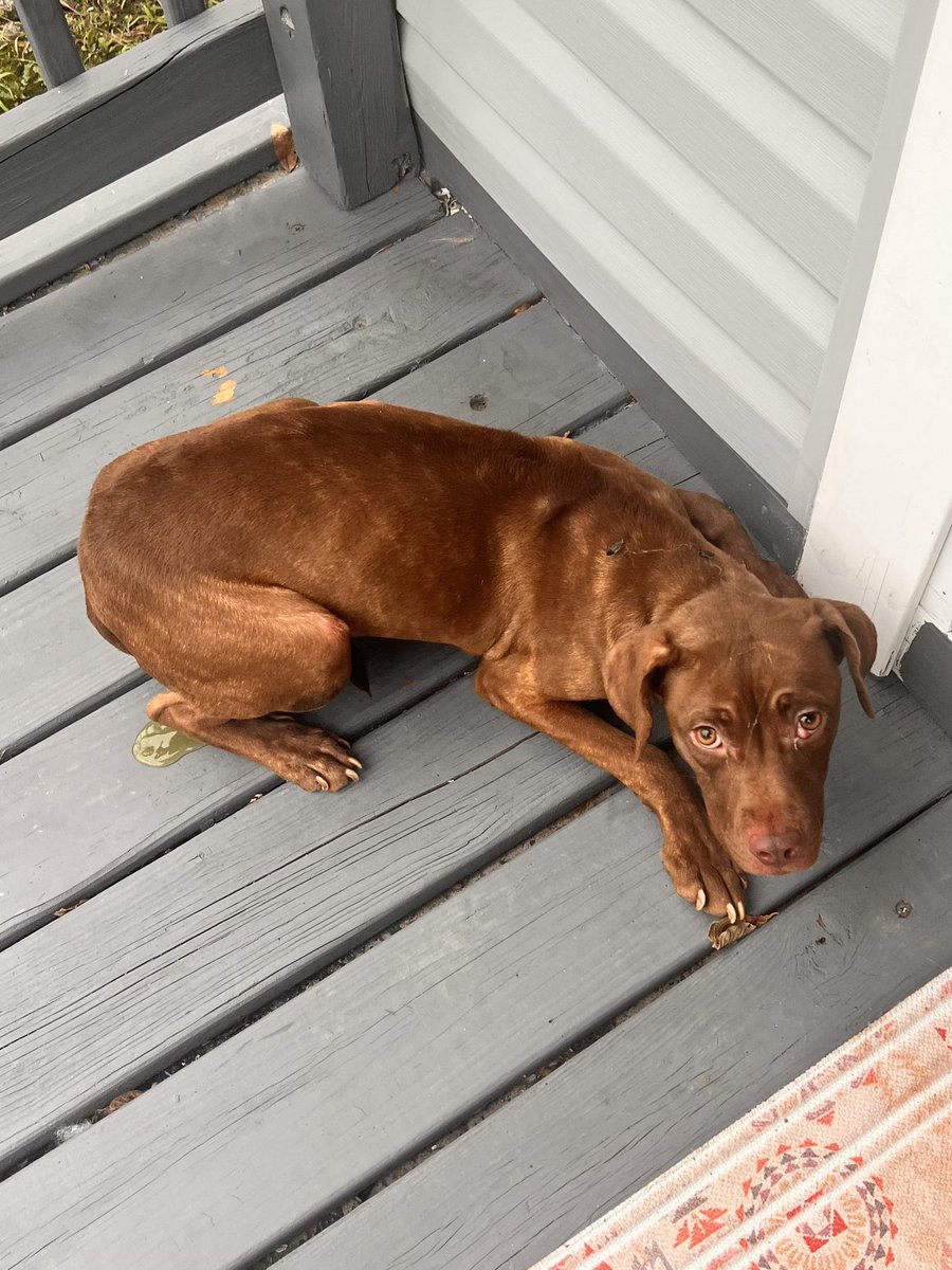 emilympost's tweet photo. This terrified pup showed up on my doorstep two weeks ago. She was malnourished and clearly not taken care of. I took her in and got her all cleaned up and to the vet! https://t.co/AqNG03qPc7