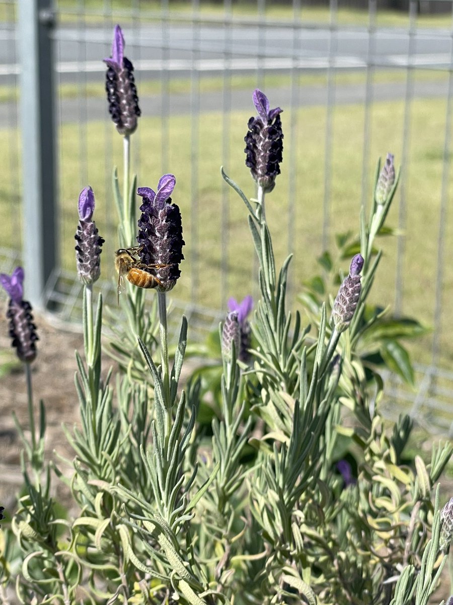 kotabuck's tweet photo. bees https://t.co/M9BTaPxibg