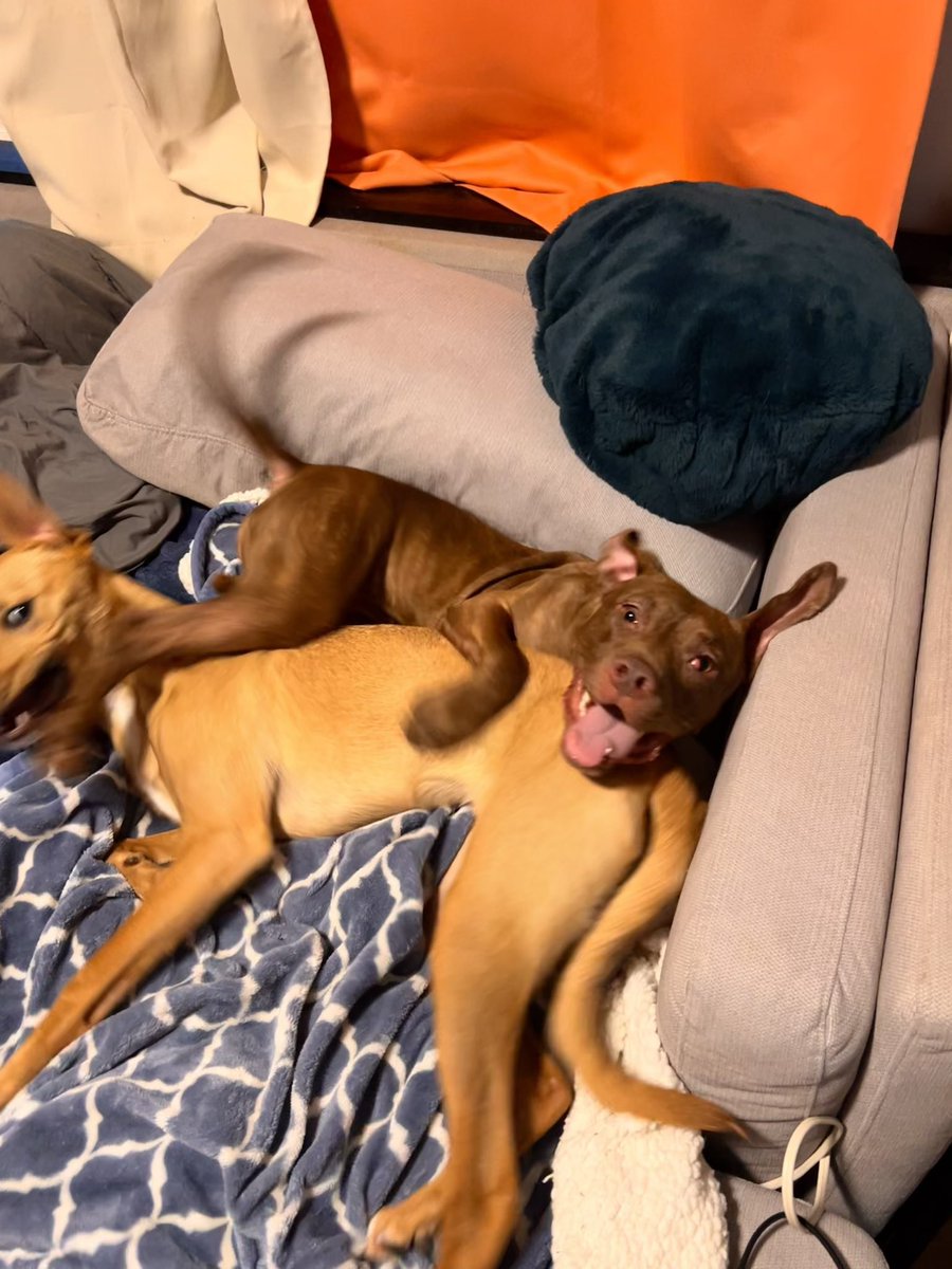 emilympost's tweet photo. I mean.. look at this beautiful, happy smile. 

*insert Sarah Mclaughlin song* 

#adoptme #Columbusdogconnection https://t.co/dyUsr6QfpM