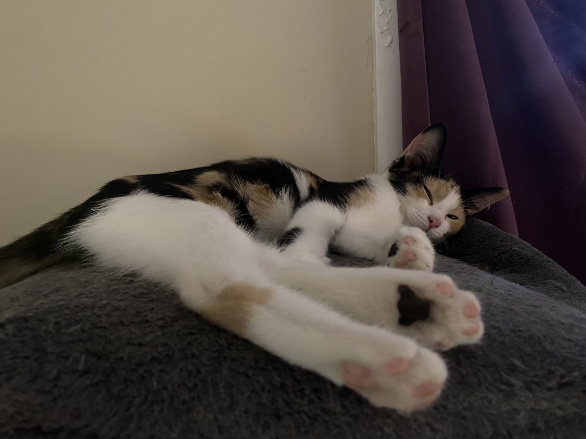 GarlicFunk's tweet image. Sleepy Cat