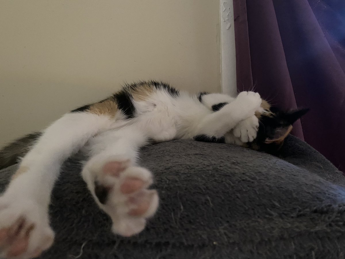 GarlicFunk's tweet image. Sleepy Cat