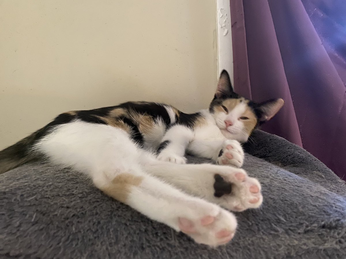 GarlicFunk's tweet image. Sleepy Cat