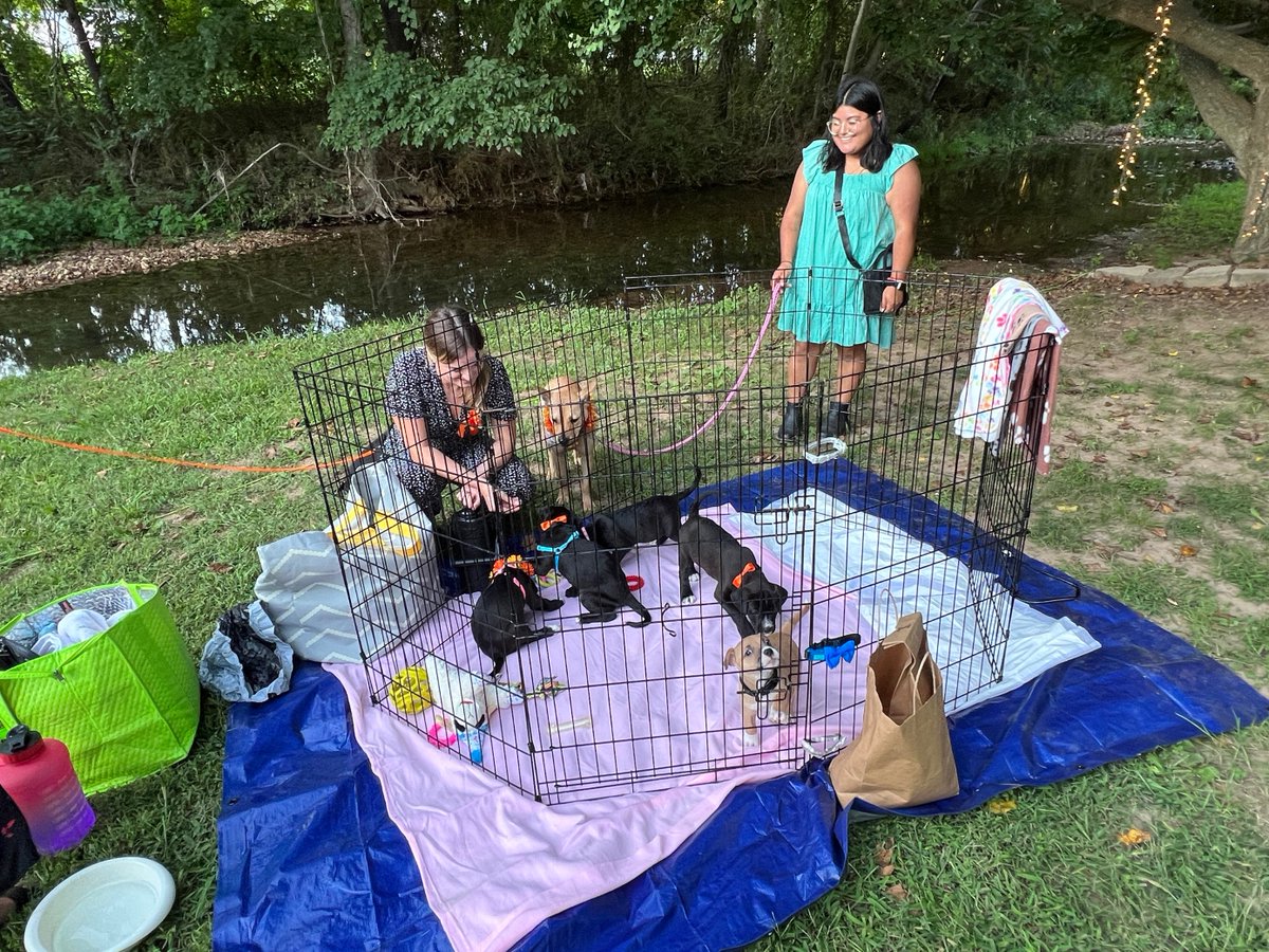 4029Allison's tweet photo. How cool is this?! Best Friends Animal Society in Northwest Arkansas got an invitation from local bride and groom to host an adoption event at their wedding in Rogers, So, @bestfriends NWA brought five adorable puppies and three fabulous dogs to the event https://t.co/nug7apH6IP