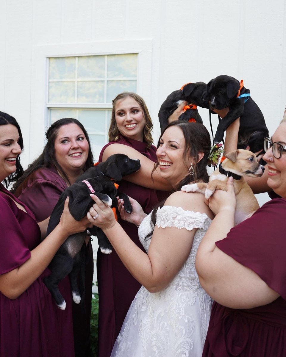 4029Allison's tweet photo. How cool is this?! Best Friends Animal Society in Northwest Arkansas got an invitation from local bride and groom to host an adoption event at their wedding in Rogers, So, @bestfriends NWA brought five adorable puppies and three fabulous dogs to the event https://t.co/nug7apH6IP